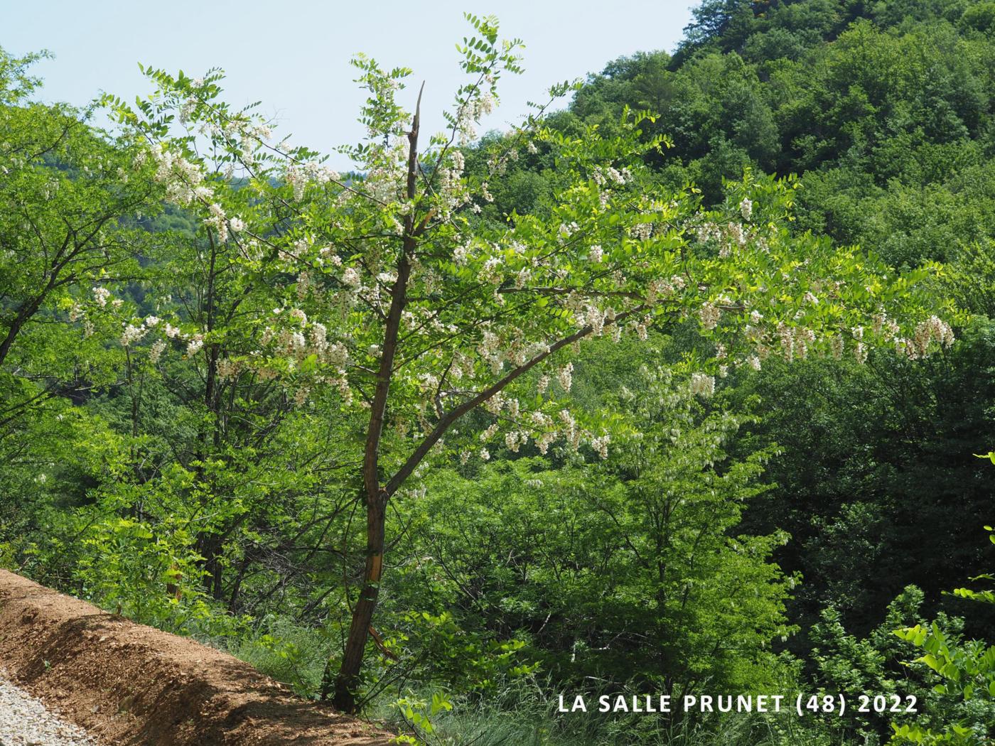 Acacia, False, Black Locust plant